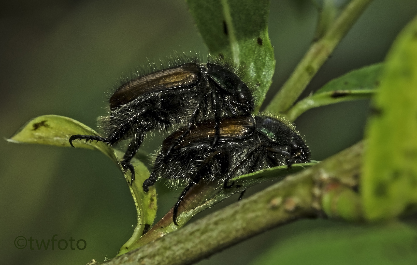 Gartenlaubkäfer (Phyllopertha horticola)