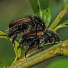 Gartenlaubkäfer (Phyllopertha horticola)