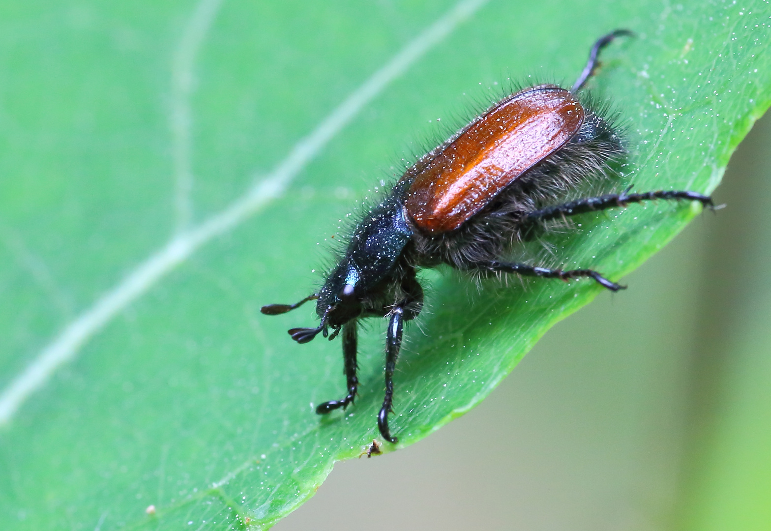 Gartenlaubkäfer/ Phyllopertha horticola