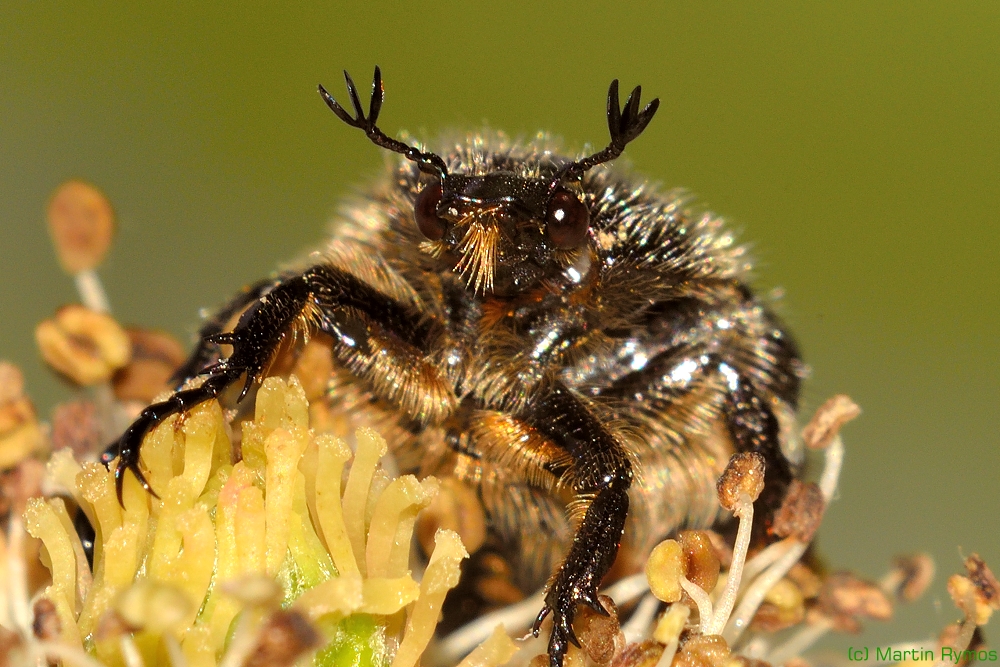 Gartenlaubkäfer - Phyllopertha horticola