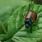 Gartenlaubkäfer (Phyllopertha horticola)