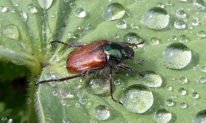 Gartenlaubkäfer ( Phyllopertha horticola)