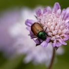 Gartenlaubkäfer (Phyllopertha horticola)