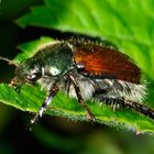 Gartenlaubkäfer (Phyllopertha horticola)