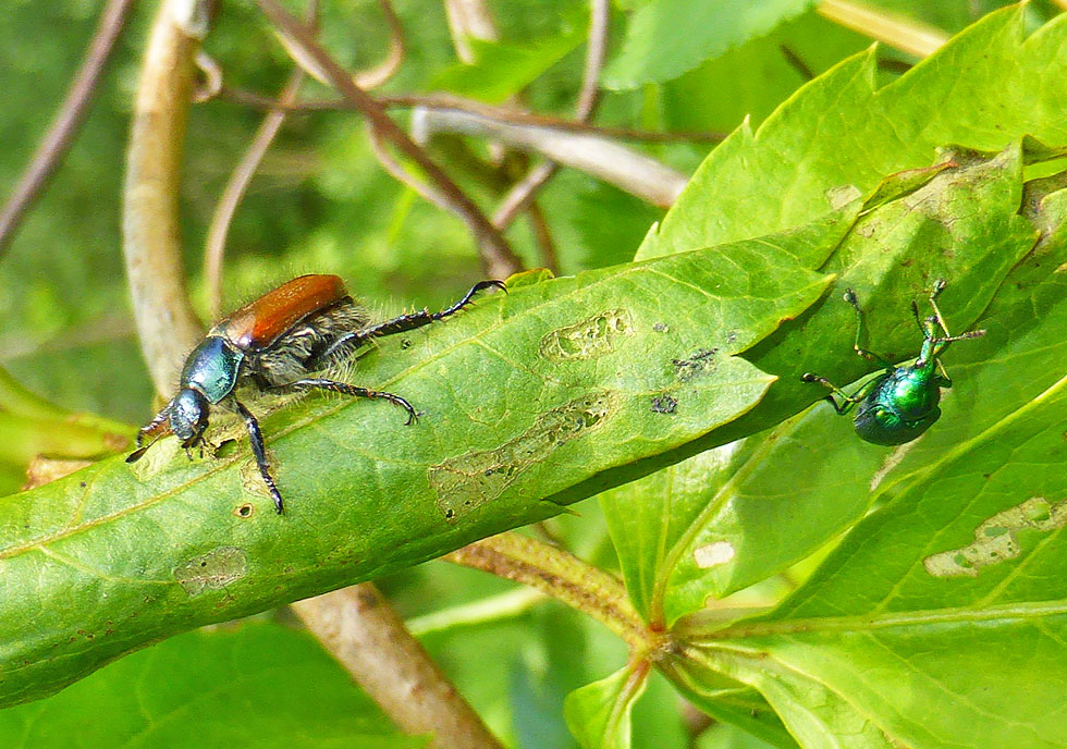 Gartenlaubkäfer und Blattroller