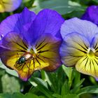 Gartenlaufkäfer auf Hornveilchenblüte