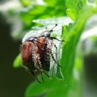 Gartenlaufkäfer bei der Paarung