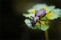 Gartenlaufkäfer