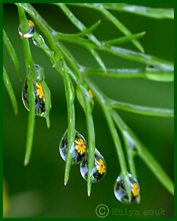 Gartenleben...