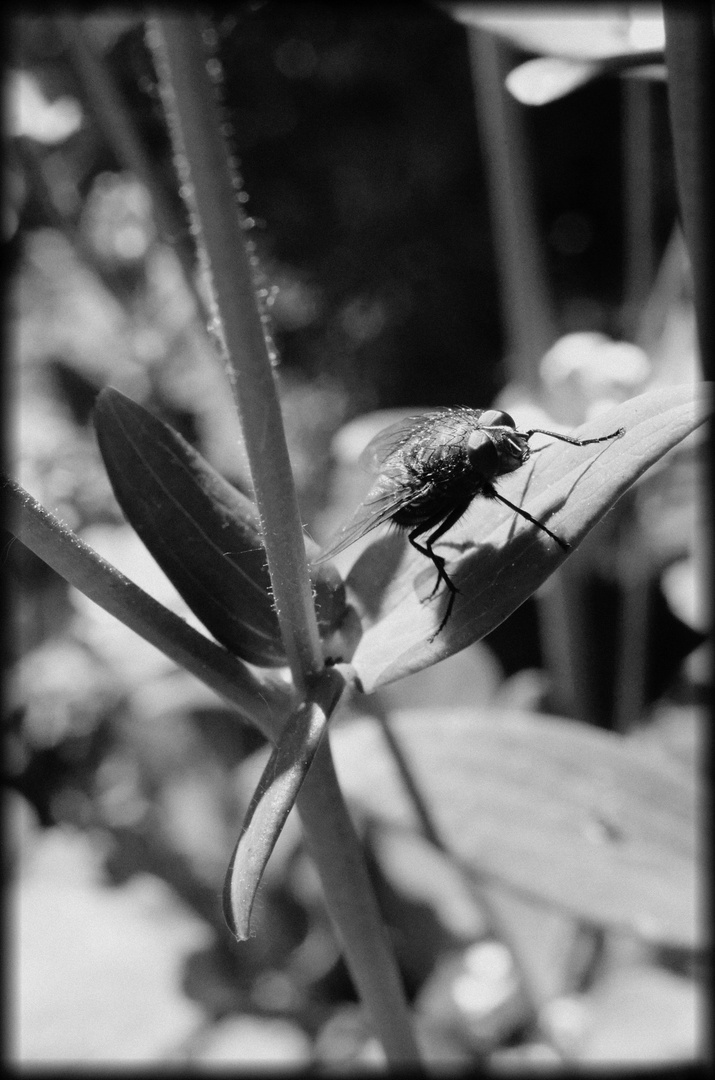 Gartenleben