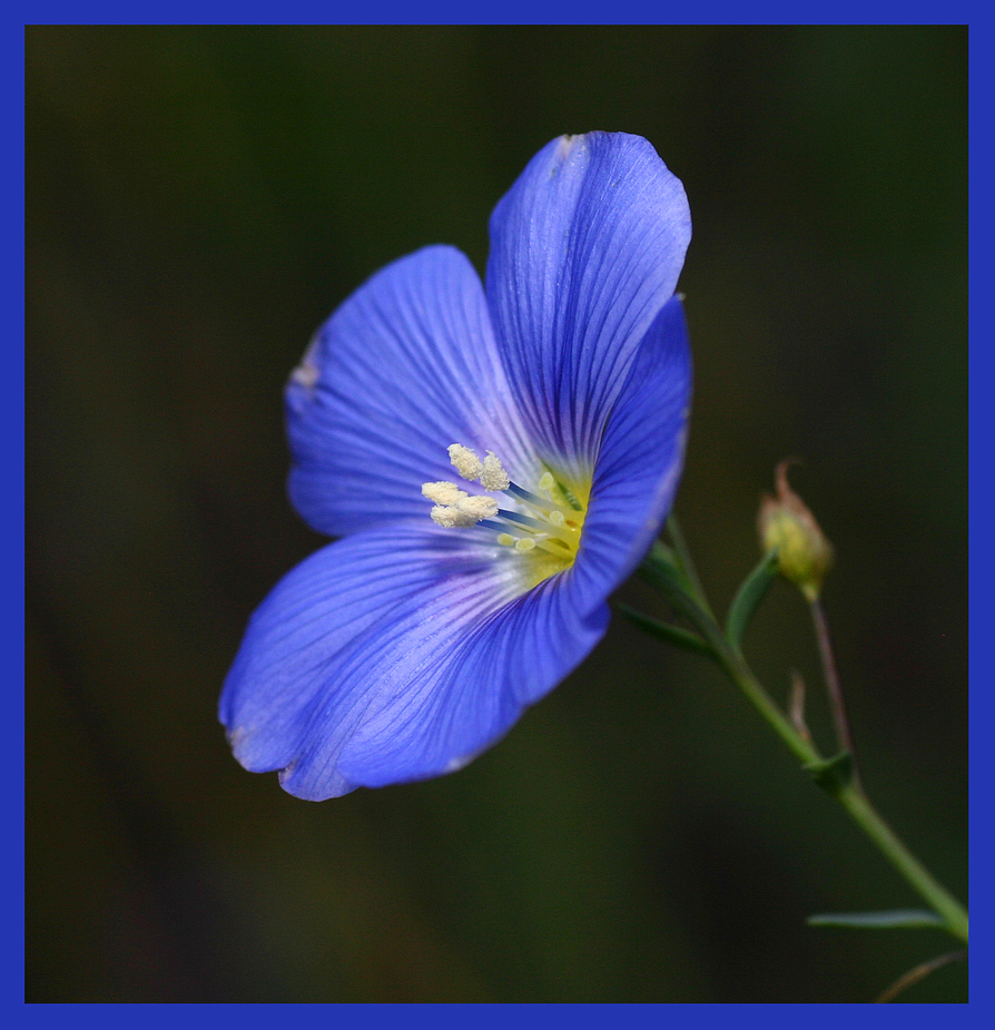 Gartenlein (Linum perenne)