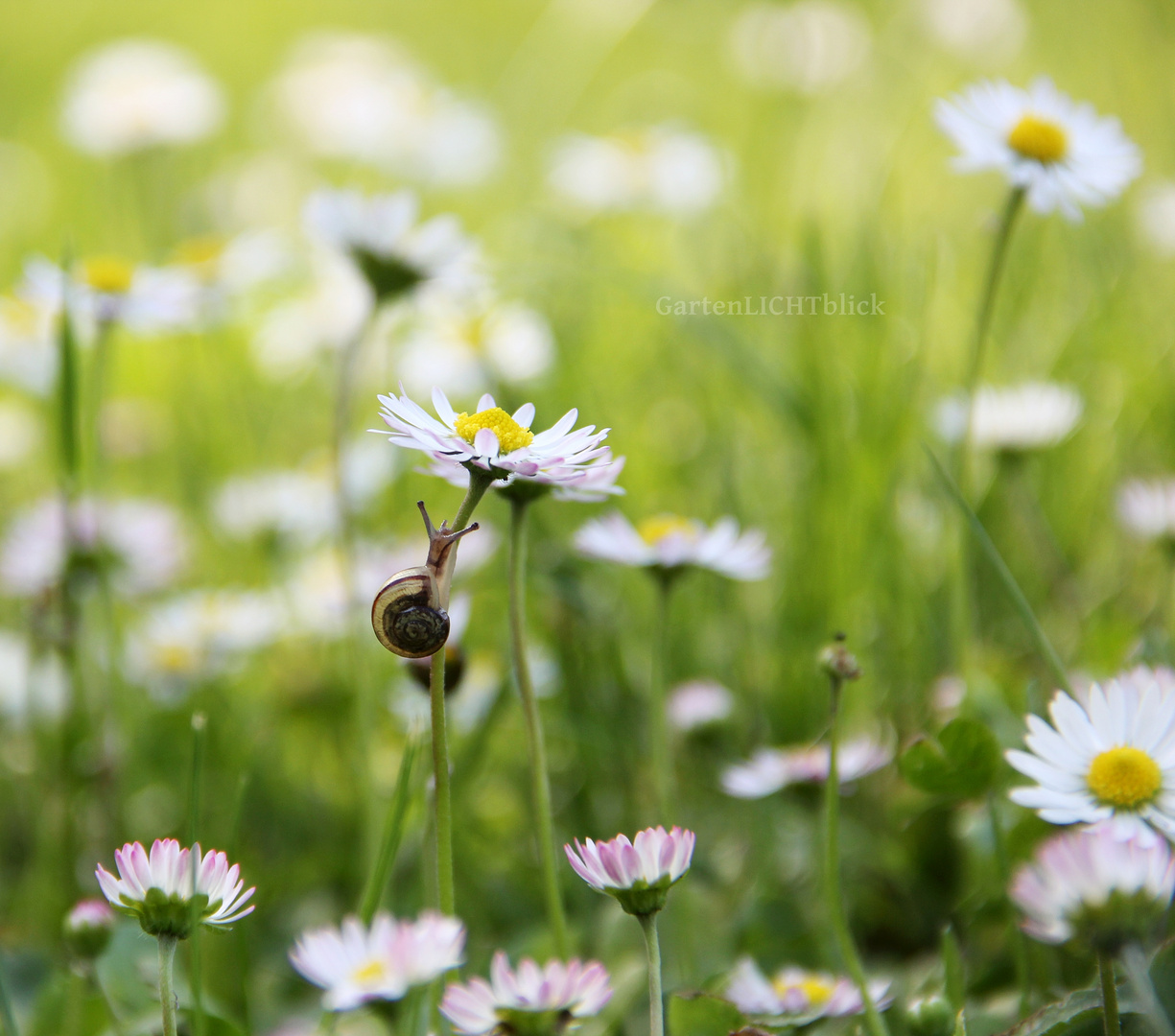 GartenLICHTblick