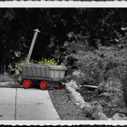 -Gartenliebe s/w-