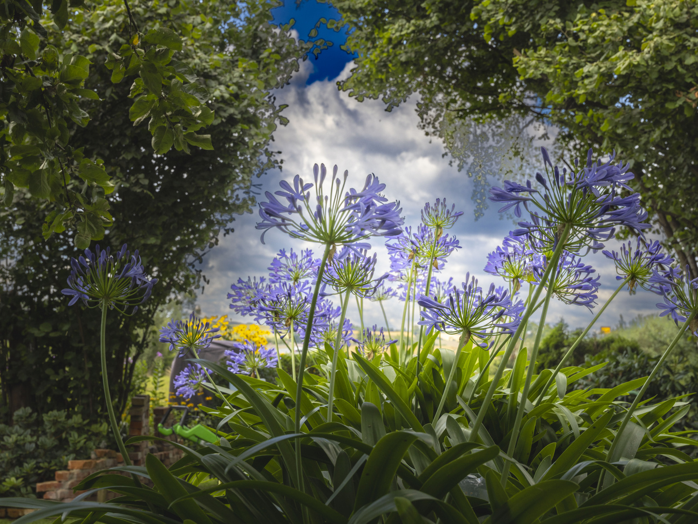 Gartenlilen die verzaubern