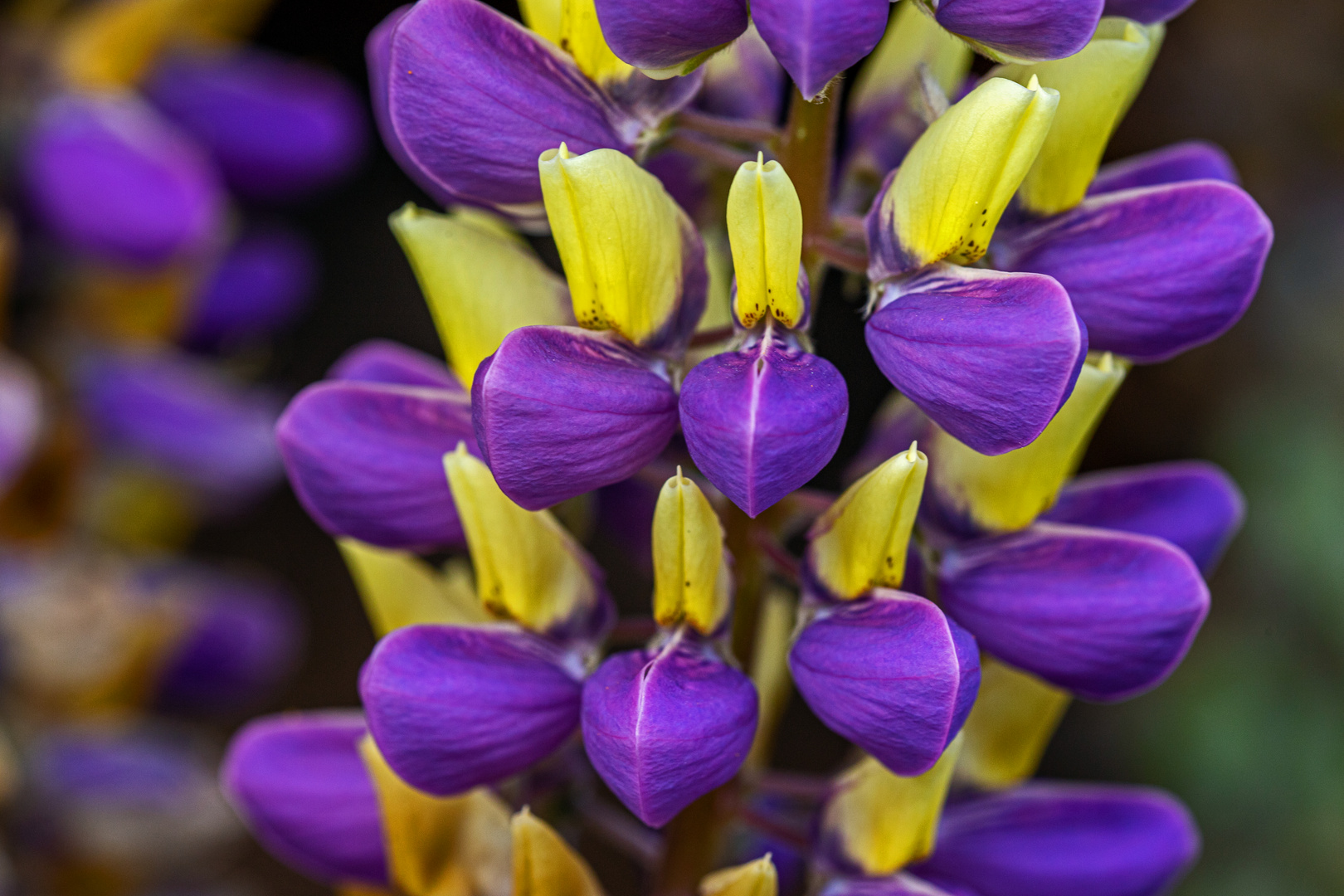 Gartenlupine