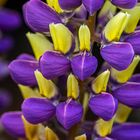 Gartenlupine