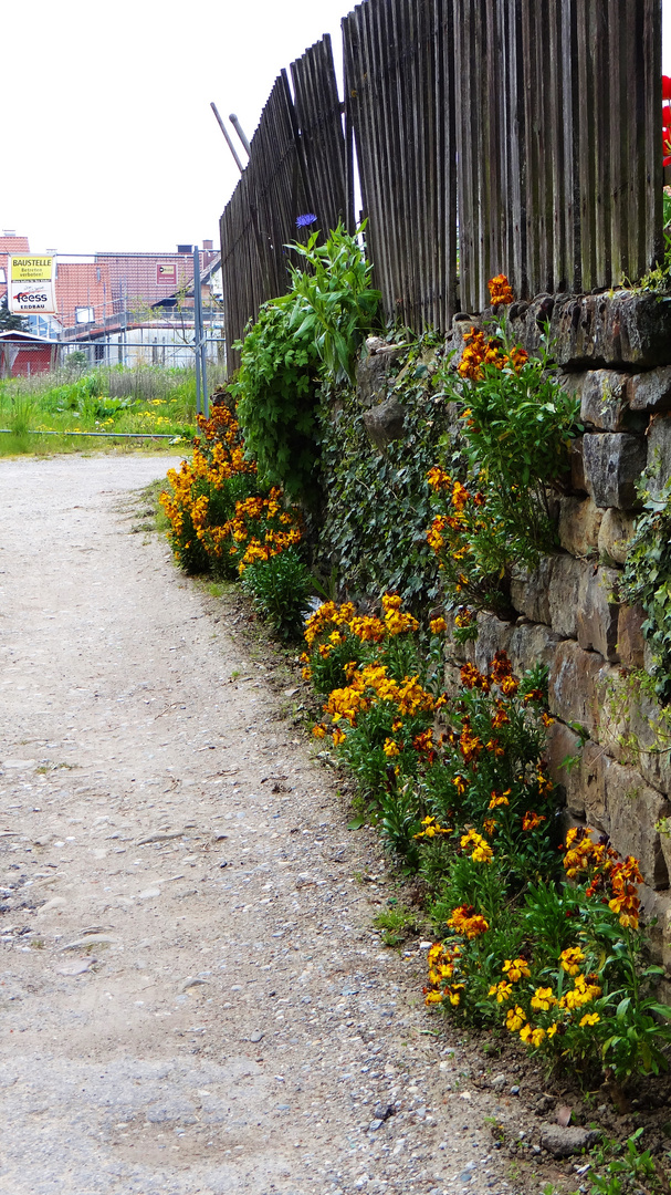 Gartenmäuerle