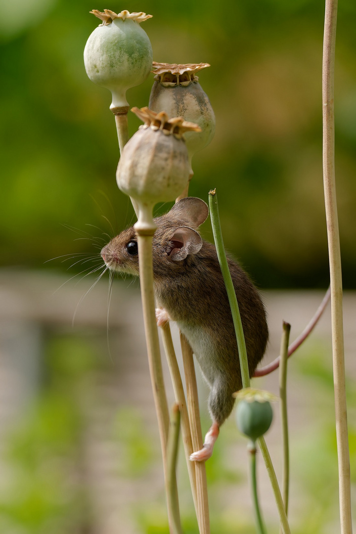 Gartenmäuschen beim klettern