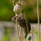 Gartenmäuschen beim klettern