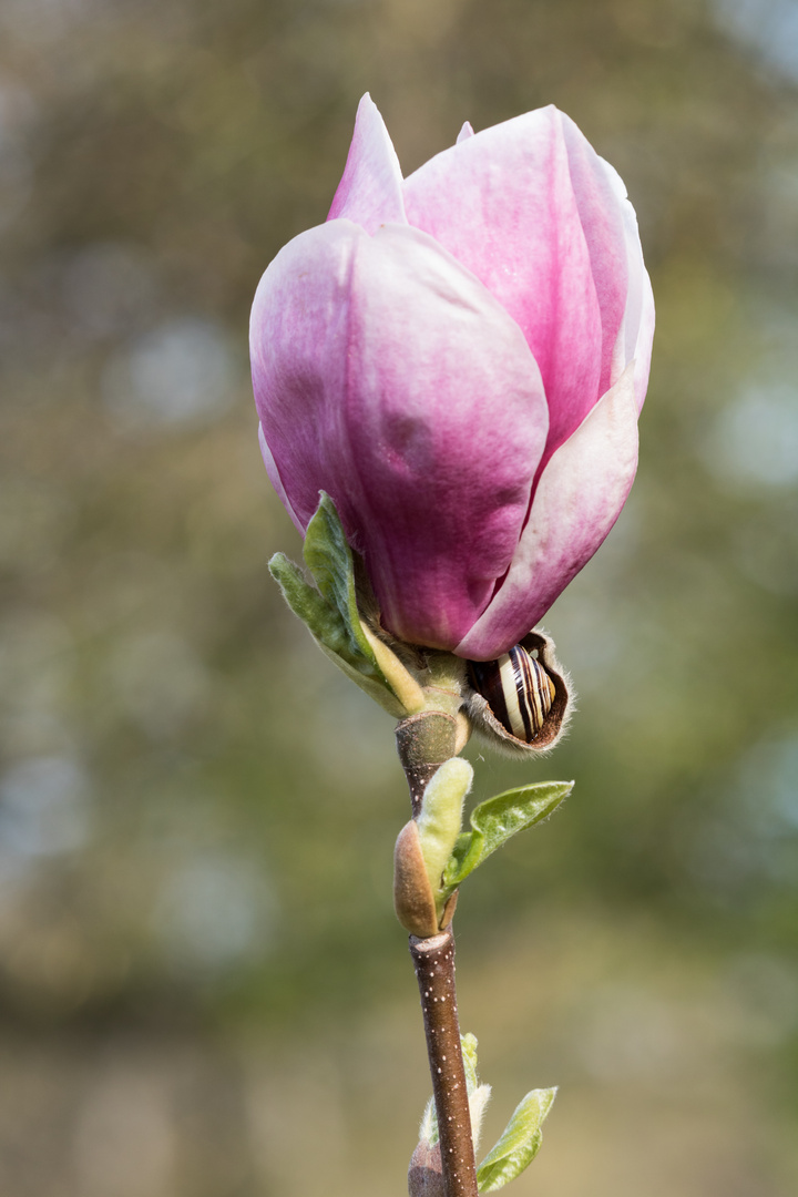 Gartenmagnolie (Magnolia x soulangiana)