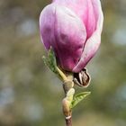 Gartenmagnolie (Magnolia x soulangiana)