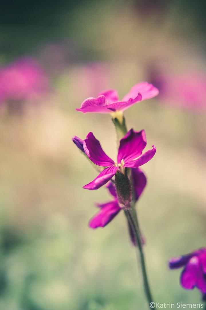 Gartenmakro in pink