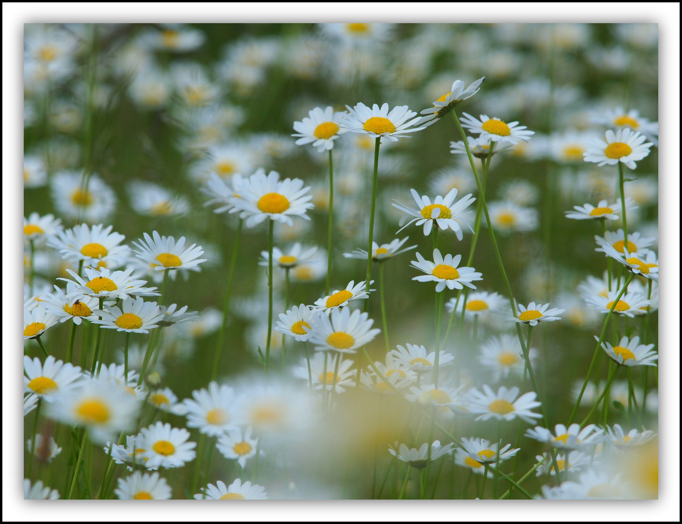 Gartenmargariten