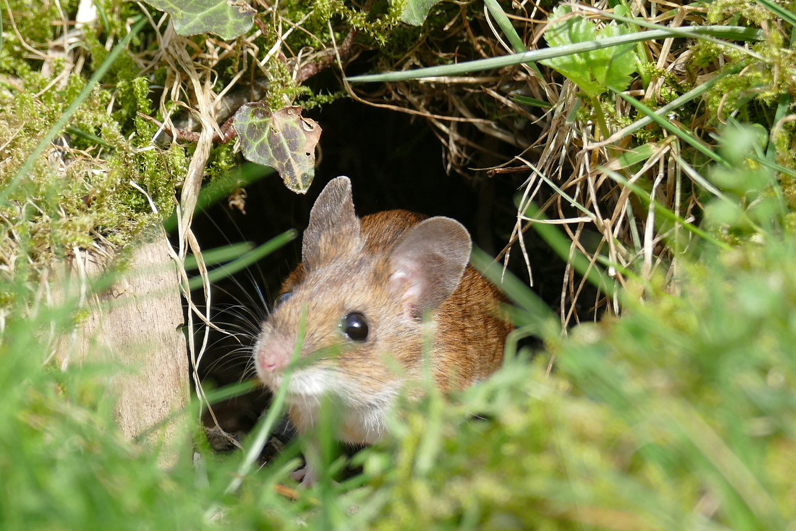 GartenMaus