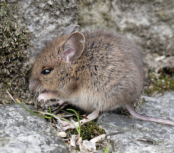 Gartenmaus