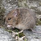 Gartenmaus