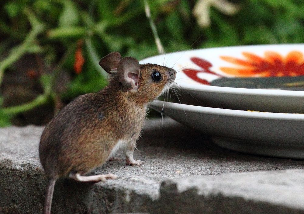 Gartenmaus...oder, 'ist noch was übrig vom Festessen?' Foto & Bild