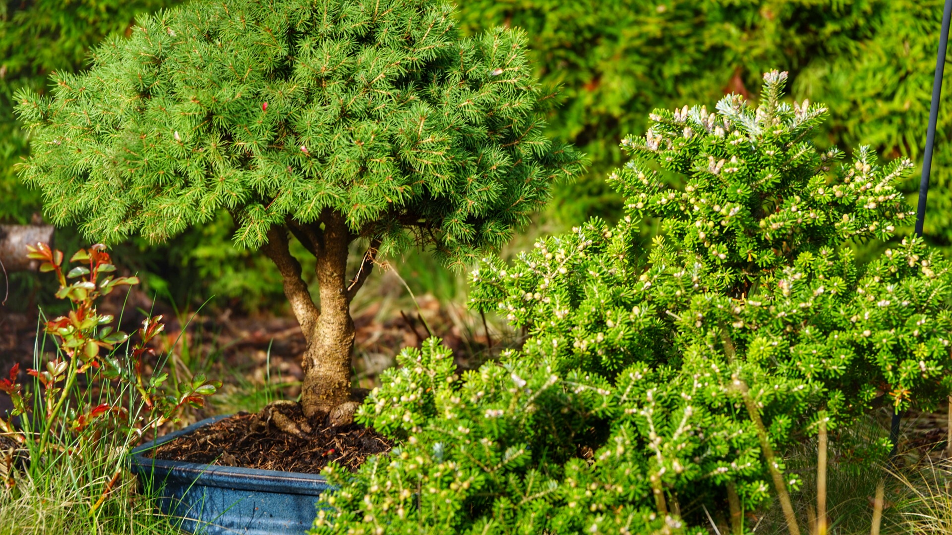 Gartenminiaturen Bonsai Größen