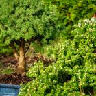 Gartenminiaturen Bonsai Größen