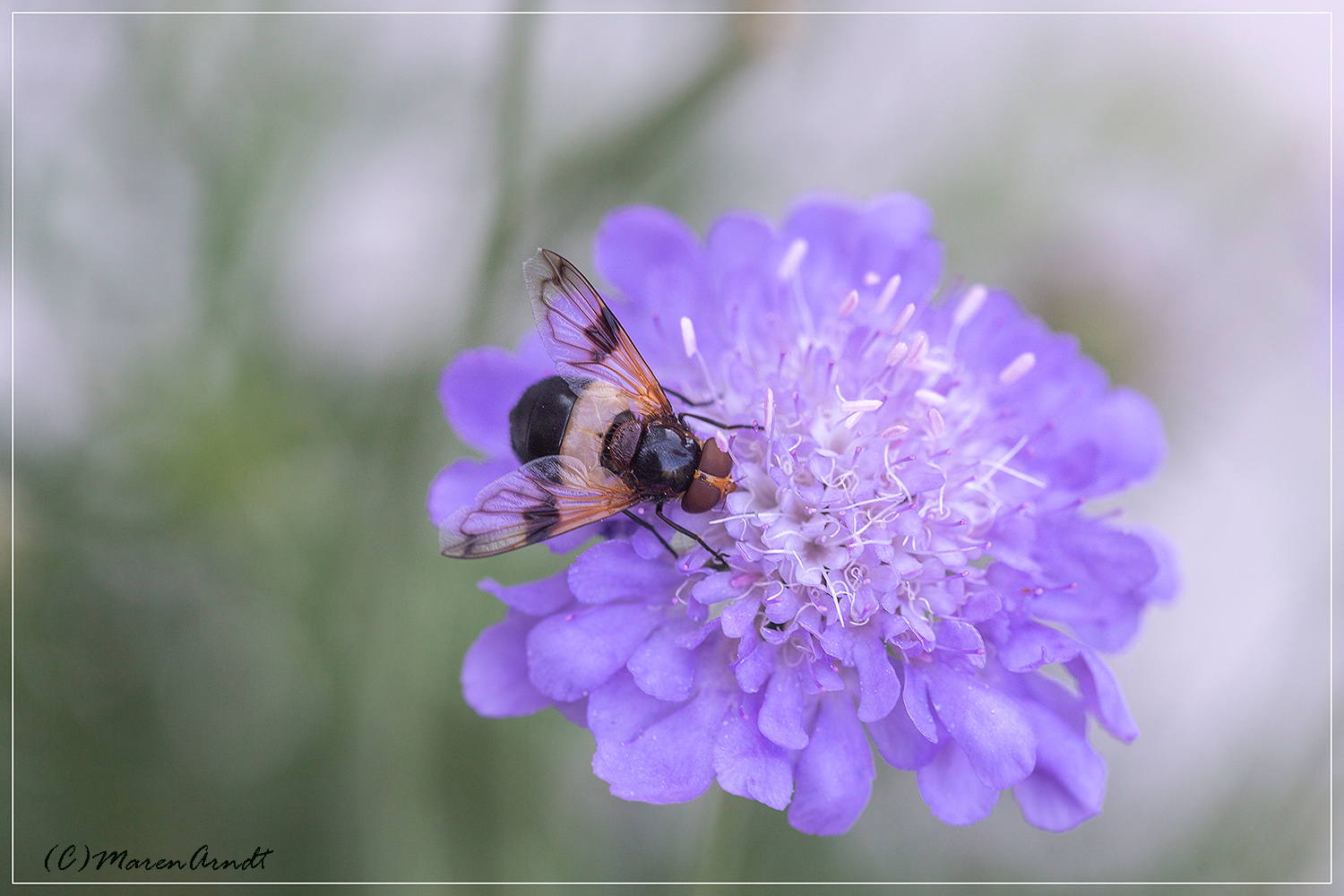 Gartenmitbewohner