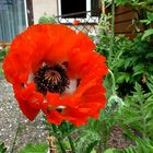 Gartenmohn