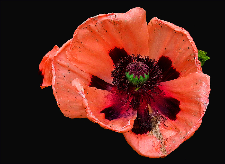 Gartenmohn