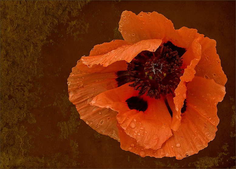 Gartenmohn...