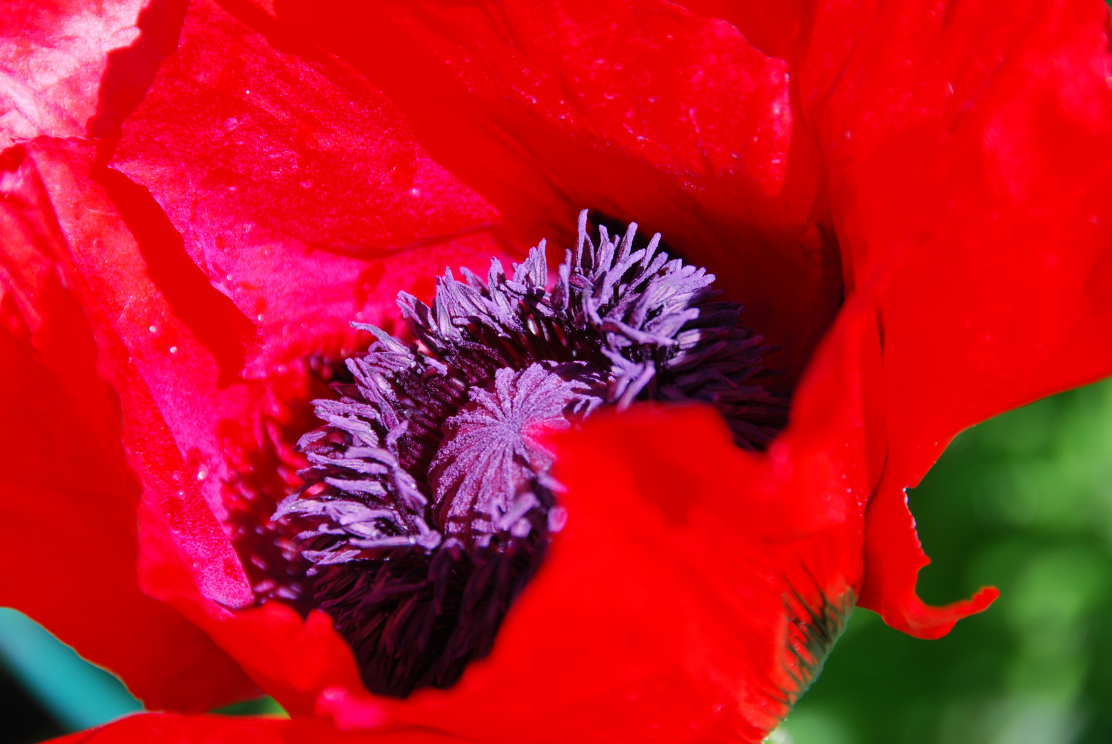 Gartenmohn