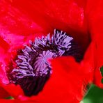 Gartenmohn