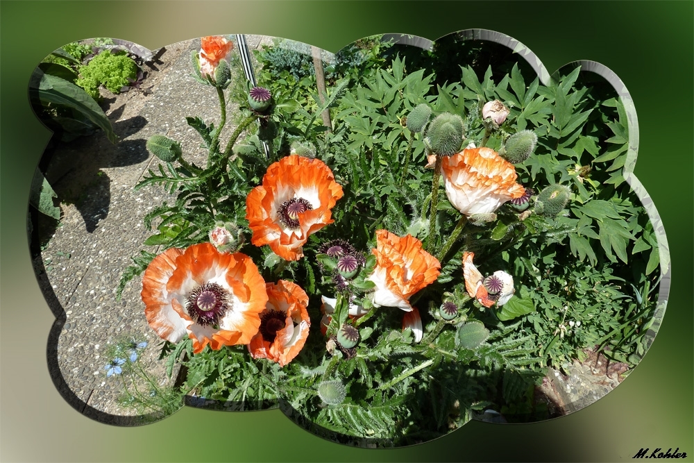 Gartenmohn