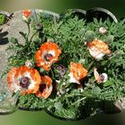 Gartenmohn