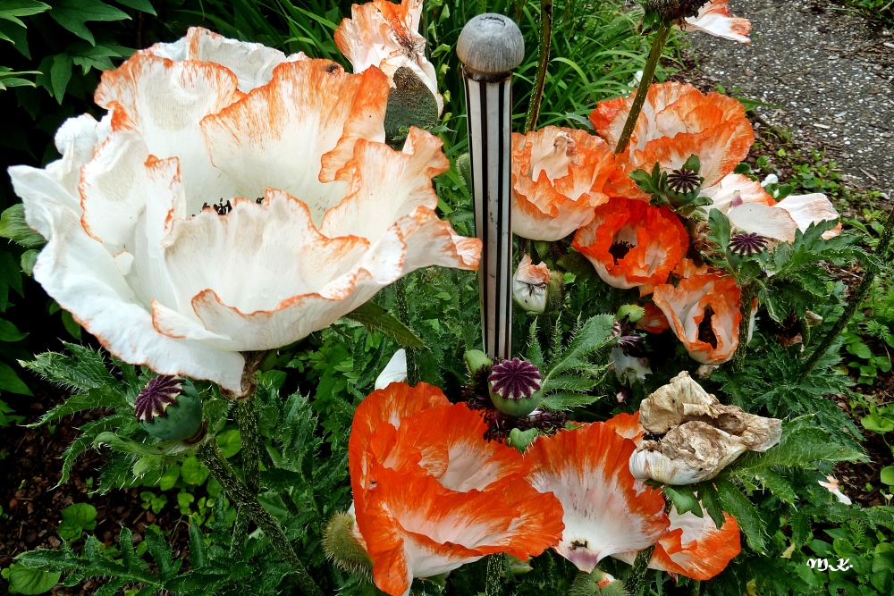 Gartenmohn