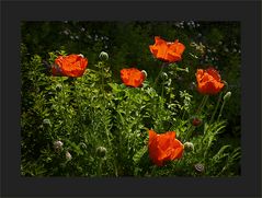 Gartenmohn