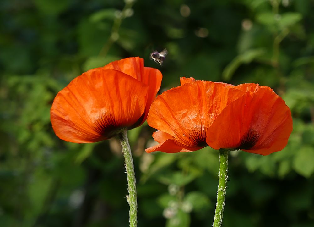 Gartenmohn