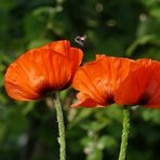 Gartenmohn