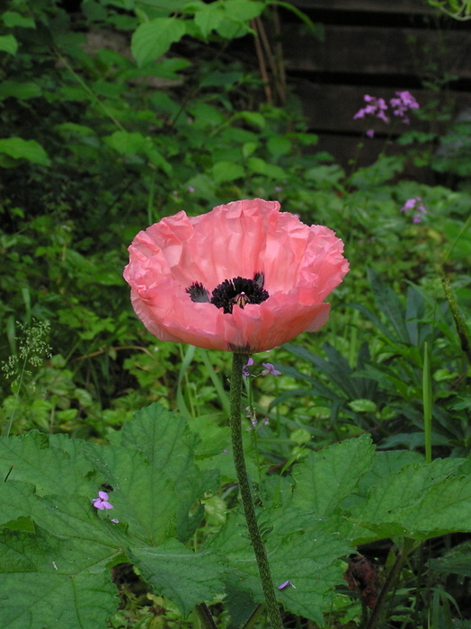 Gartenmohn