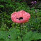 Gartenmohn