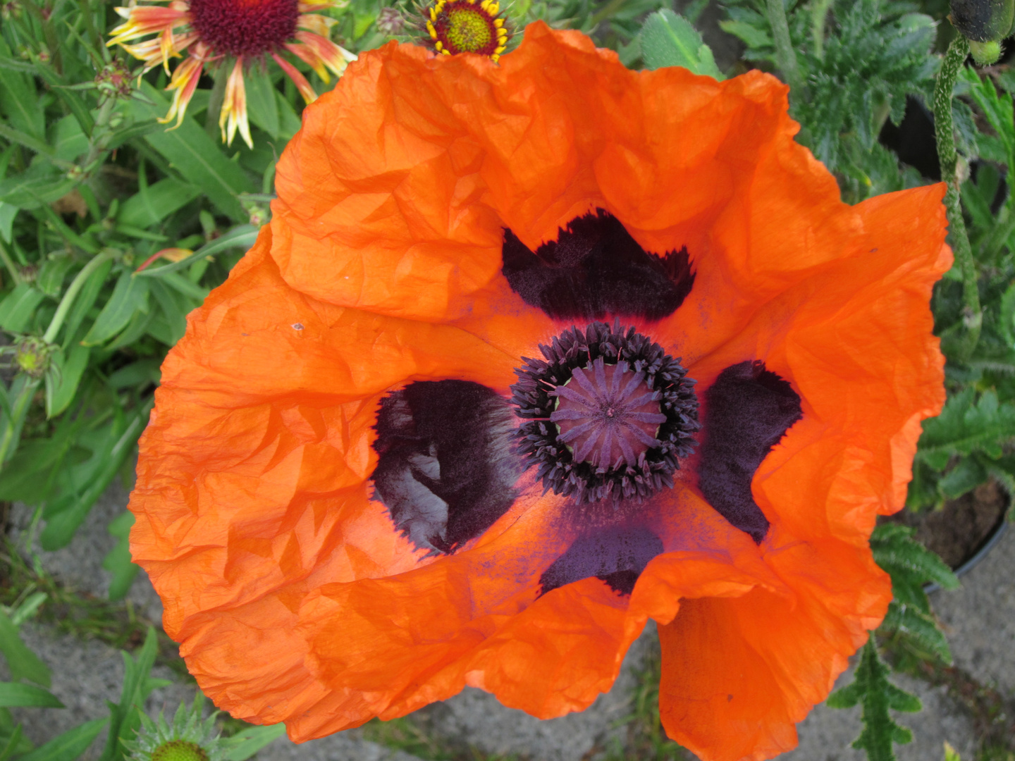 Gartenmohn