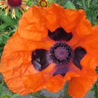 Gartenmohn