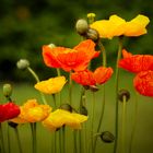 Gartenmohn